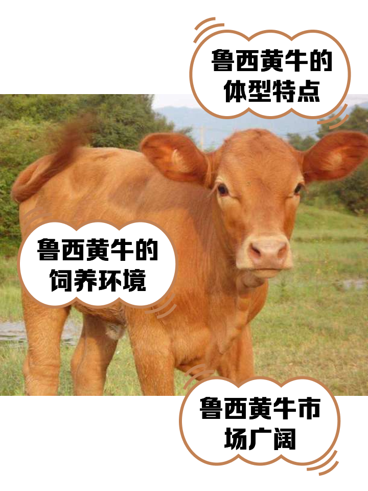高安最新医保取现黄牛方法分析(最方便真实的高安医保取现黄牛怎么取方法)